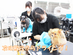 ☆１年生のトリミング☆